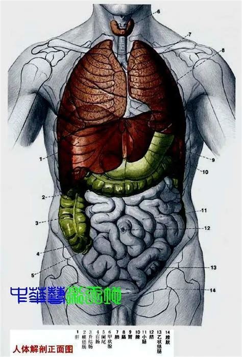 女胃位置|女性腹部内脏器官位置分布图